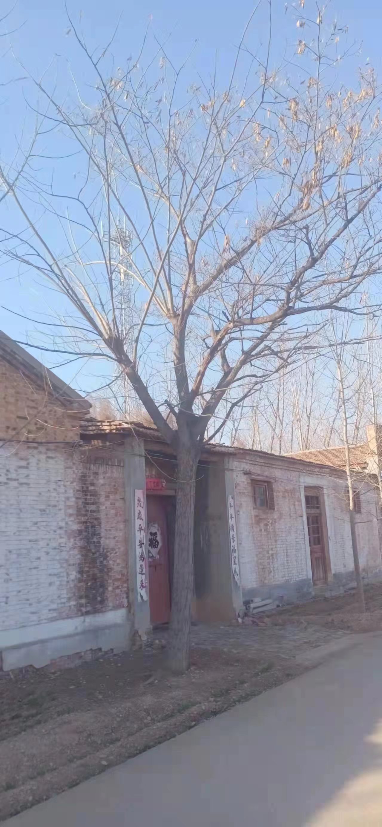 山東兗州區(qū)合歡樹基地批發(fā) 合歡基地