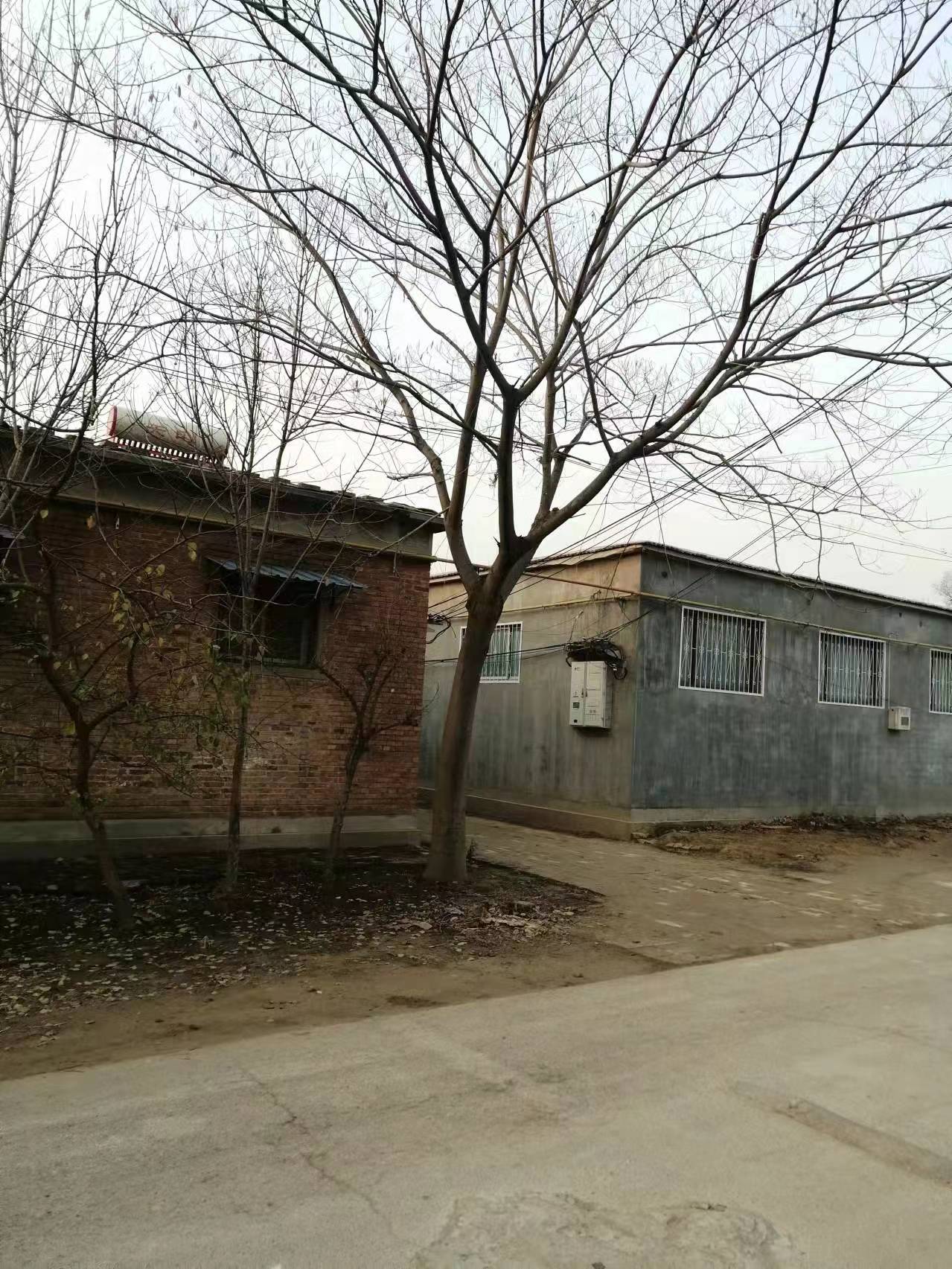 山東兗州區(qū)合歡樹基地批發(fā) 合歡基地