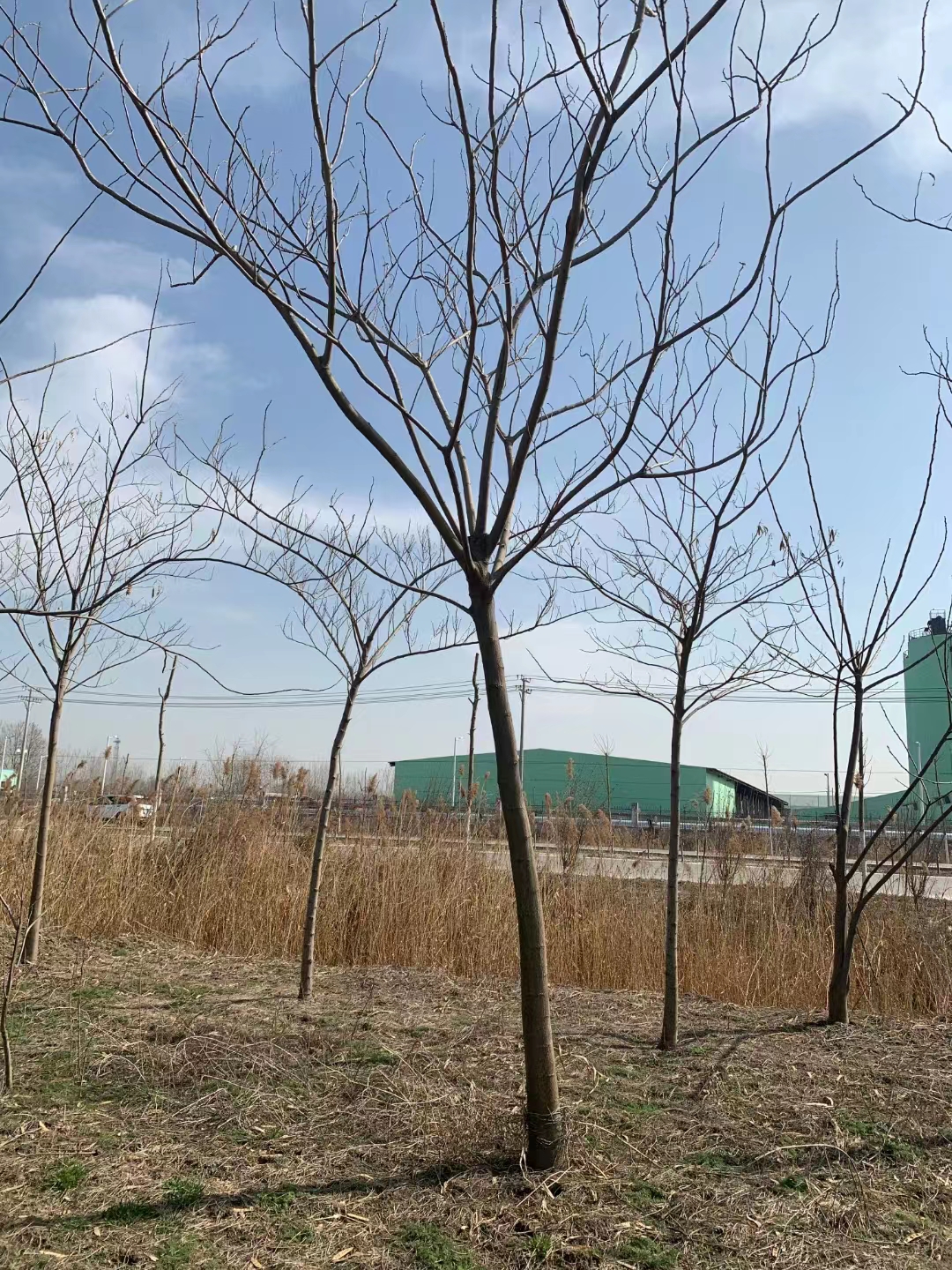 山東莒縣合歡樹批發(fā)基地 合歡基地
