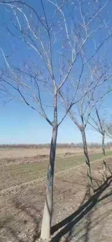 山東兗州區(qū)合歡樹基地批發(fā) 合歡基地