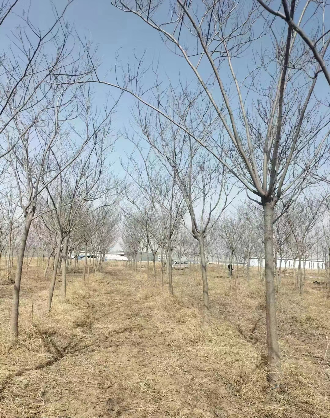 山東聊城莘縣合歡基地批發 合歡基地