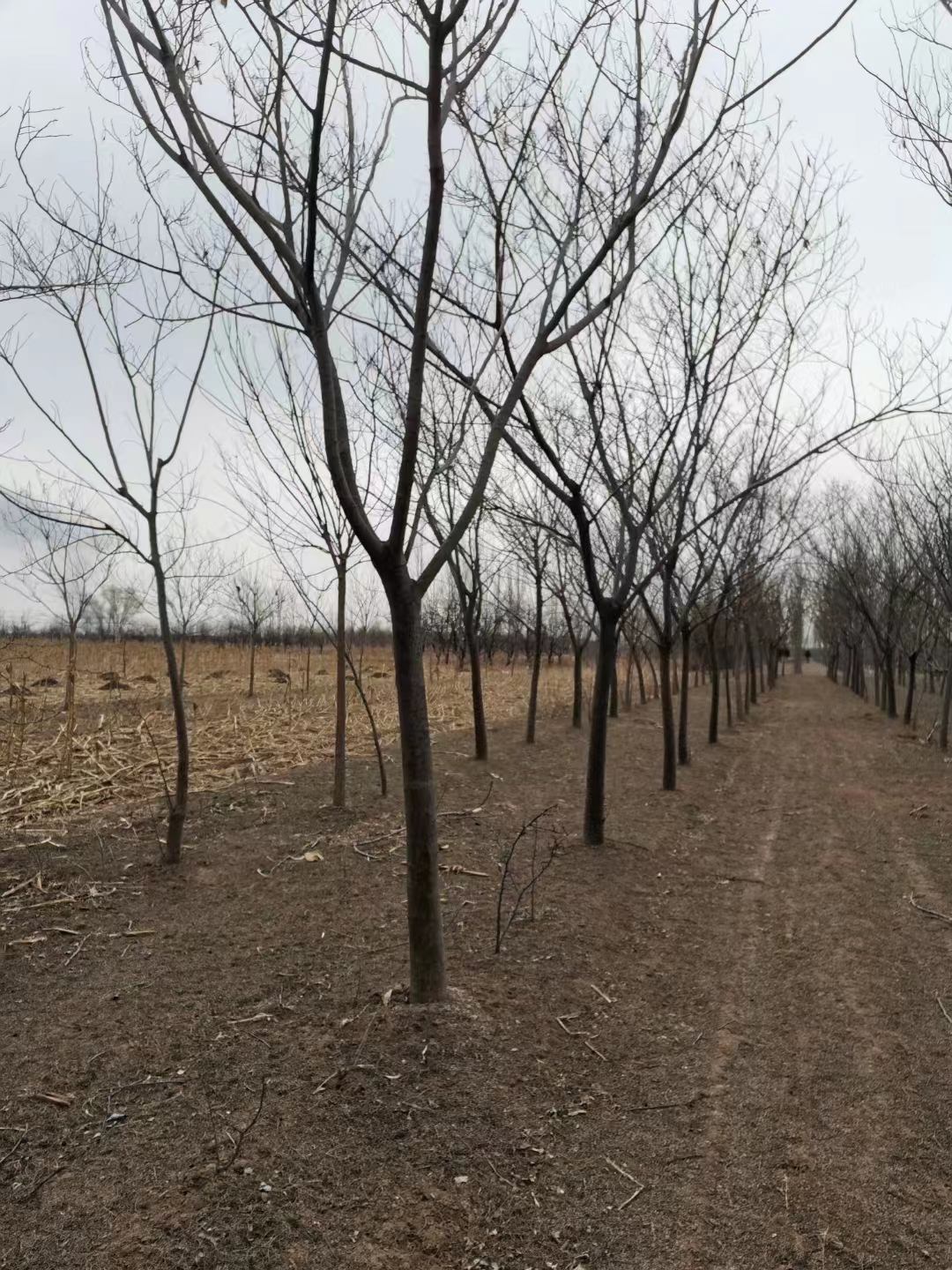 山東威海榮成合歡批發基地 合歡基地