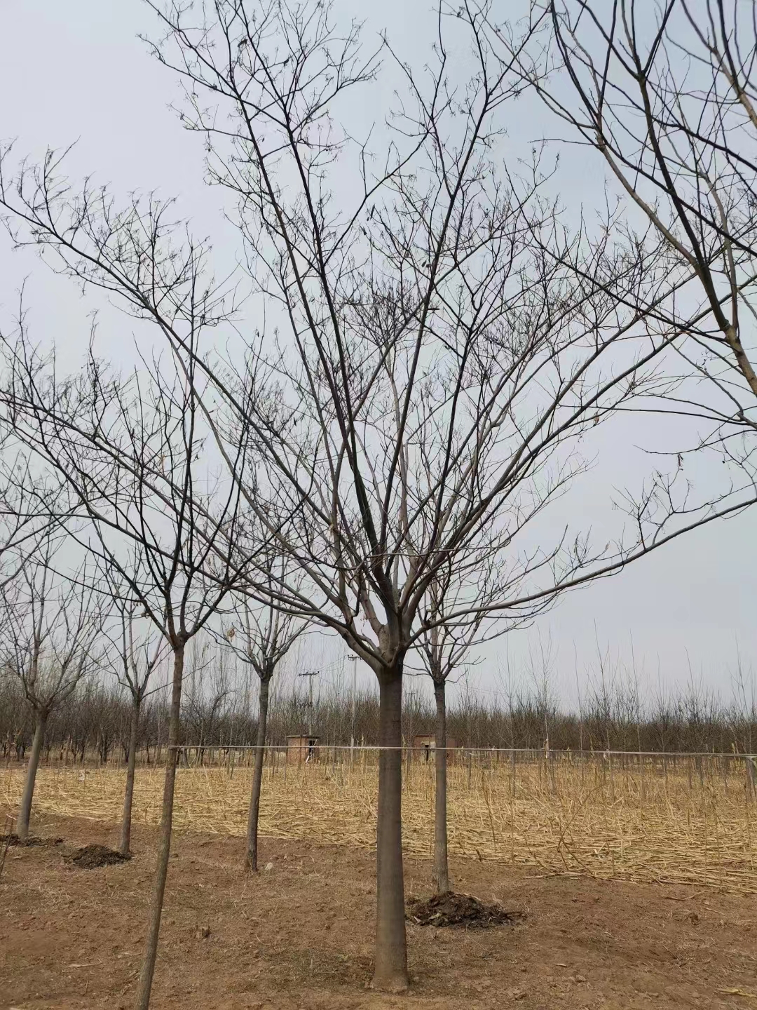 山東濰坊高密合歡樹批發(fā)基地 合歡基地