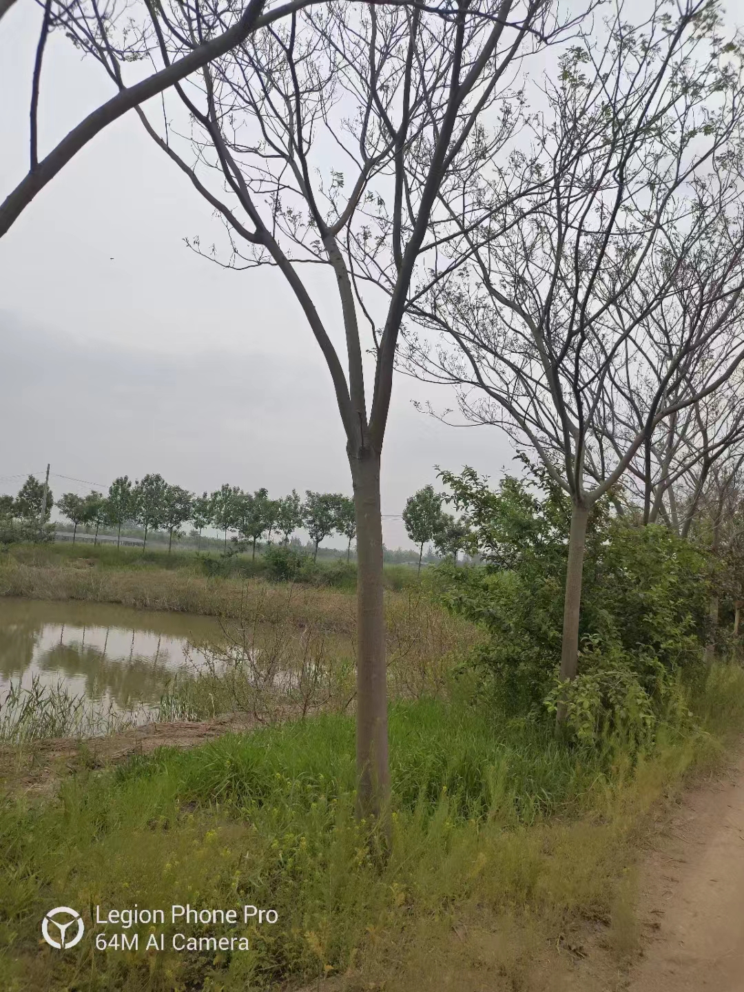 山東泰安合歡樹基地批發 合歡基地