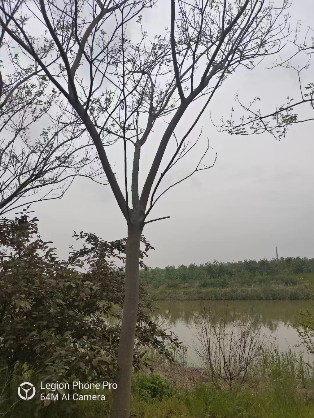 山東莒縣合歡樹批發(fā)基地 合歡基地