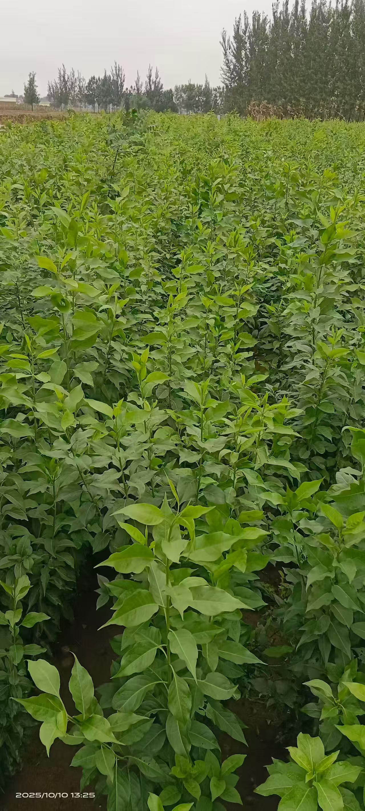 山東利津絲棉木苗圃基地