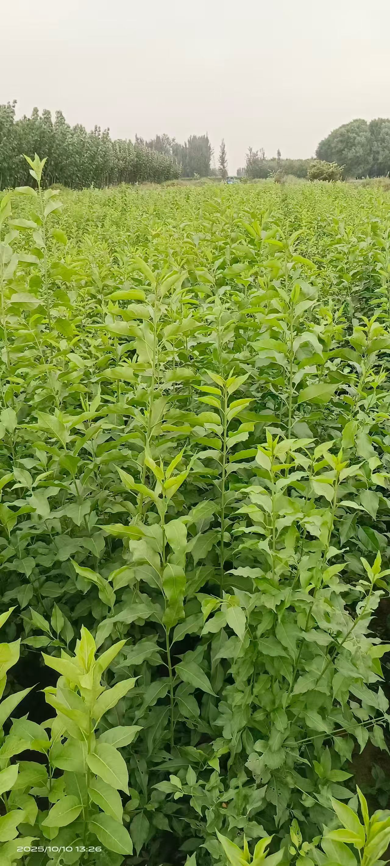 山東德州臨邑絲棉木苗圃基地