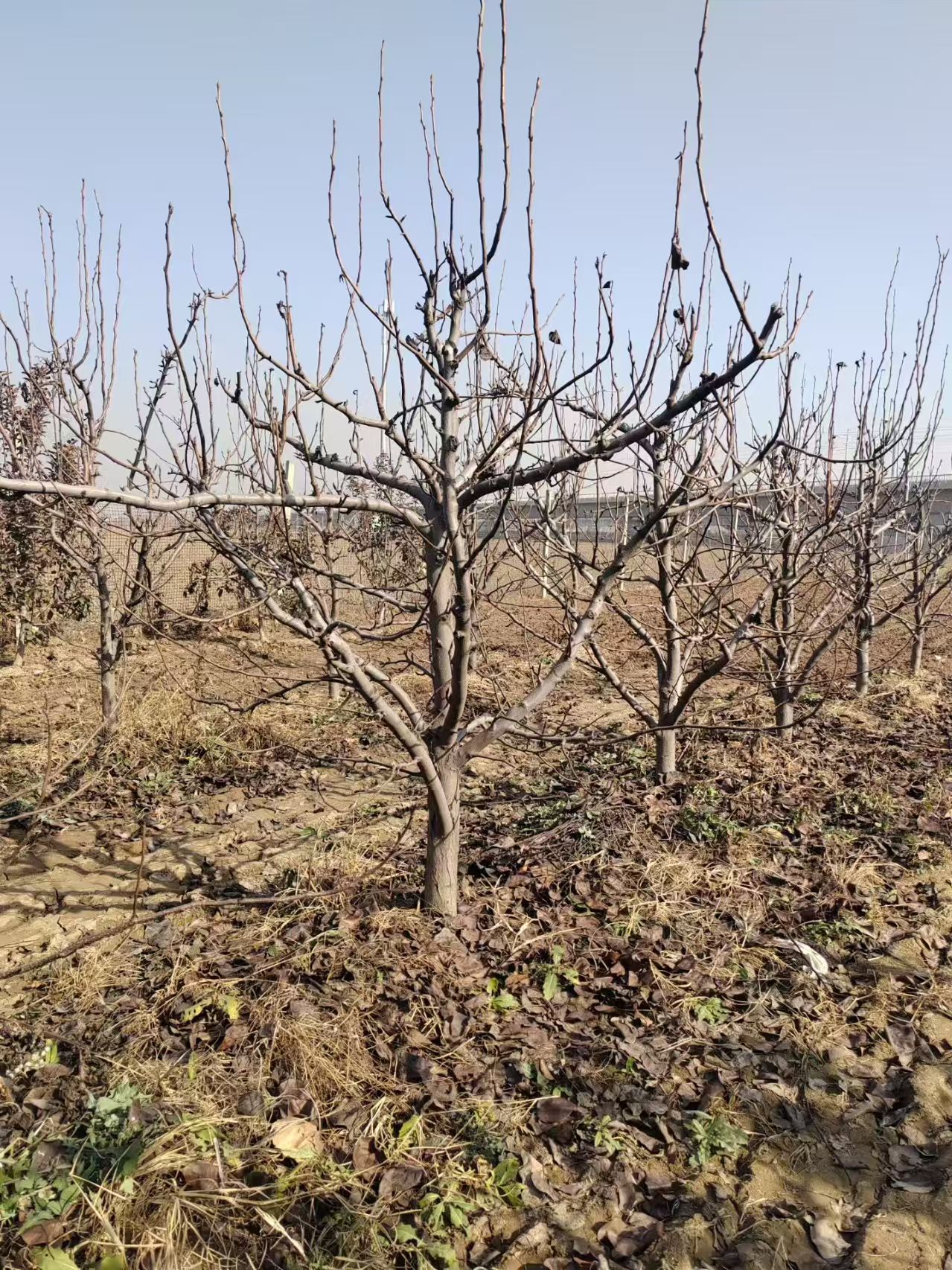 聊城??臨清市蘋果樹(shù)種植基地銷售