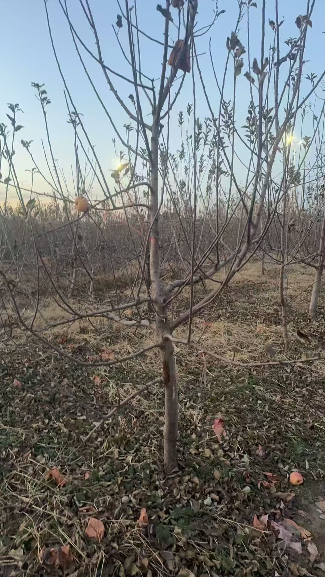 山東聊城東昌府區(qū)蘋果樹種植基地蘋果樹基地