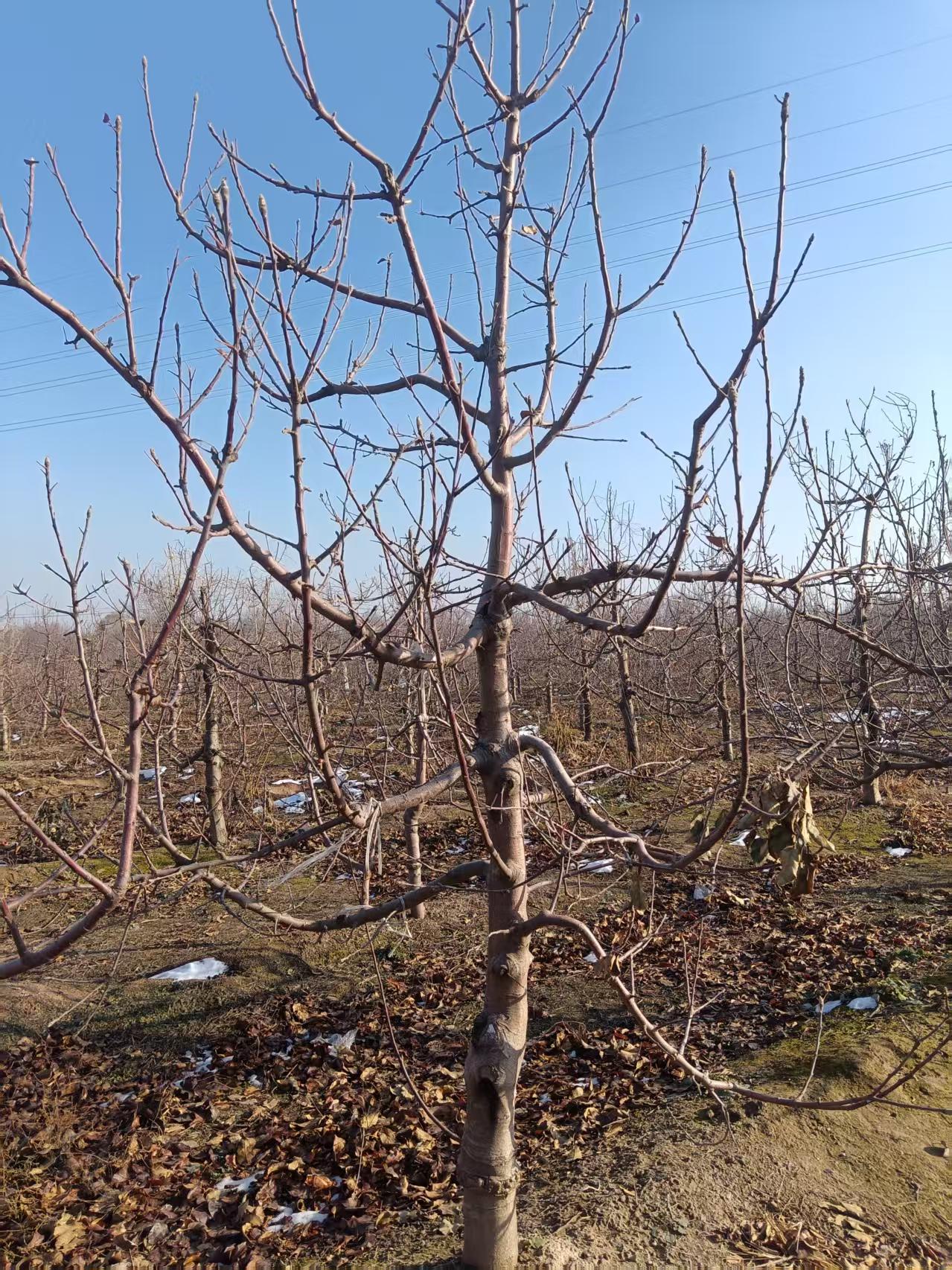 山東聊城??臨清市蘋果樹基地批發(fā)供應