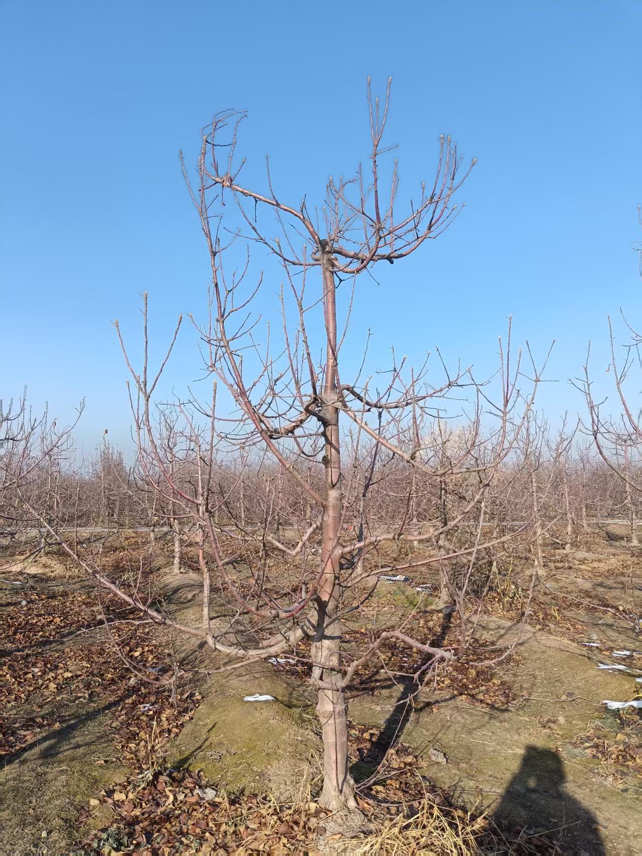 山東臨沂郯城蘋果樹培育基地